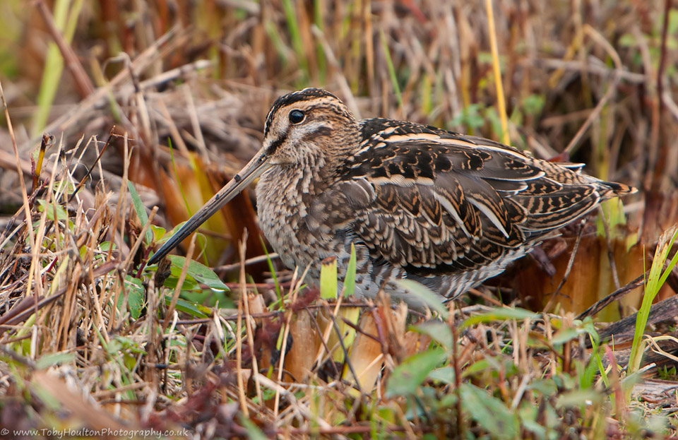 Snipe in the grass