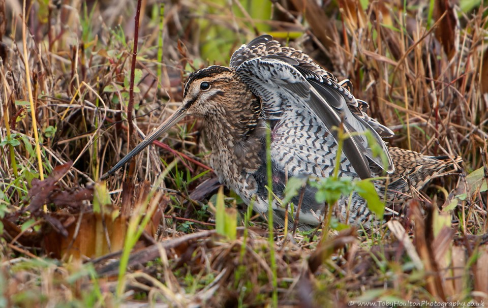 Fluffed up Snipe