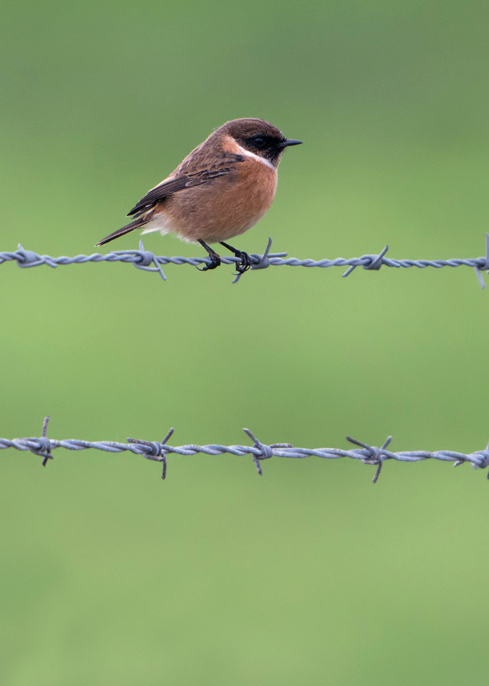 Female Stonechat