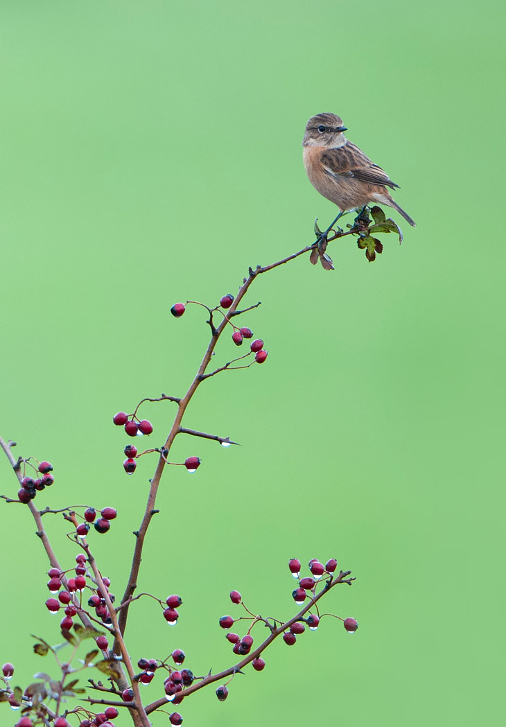 Female Stonechat on Hawthorn