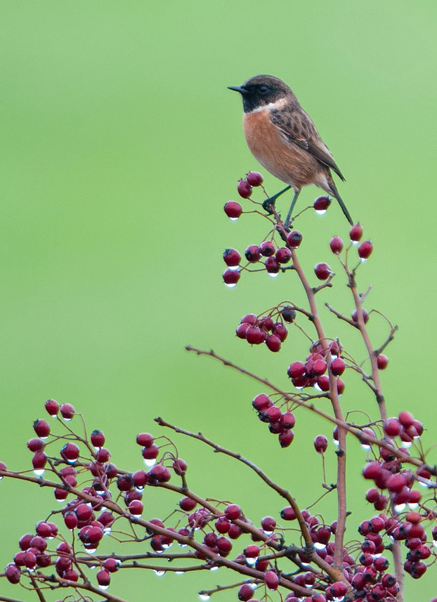 Male Stonechat on Hawthorn