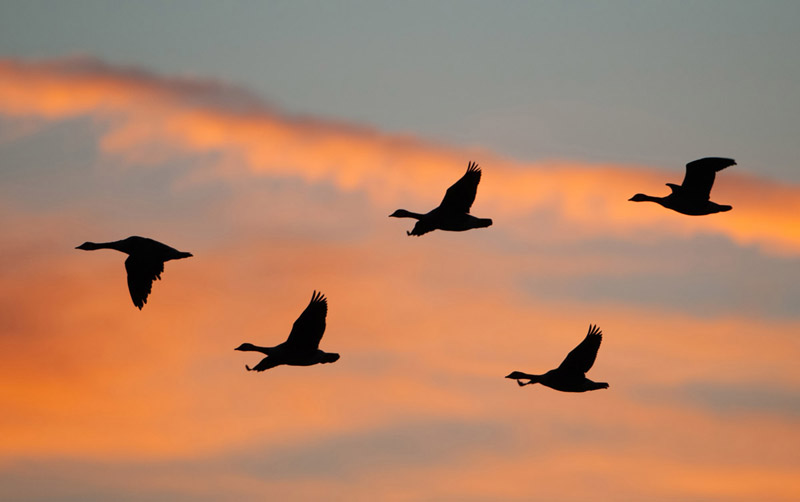 Sunrise Geese