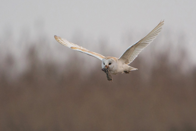 Barn Owl with catch