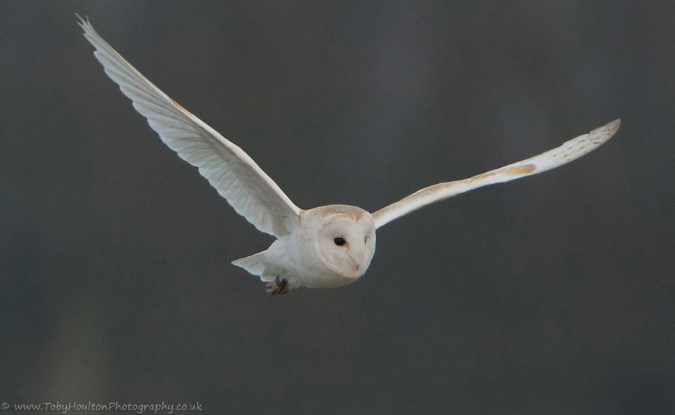 Barn Owl in flight