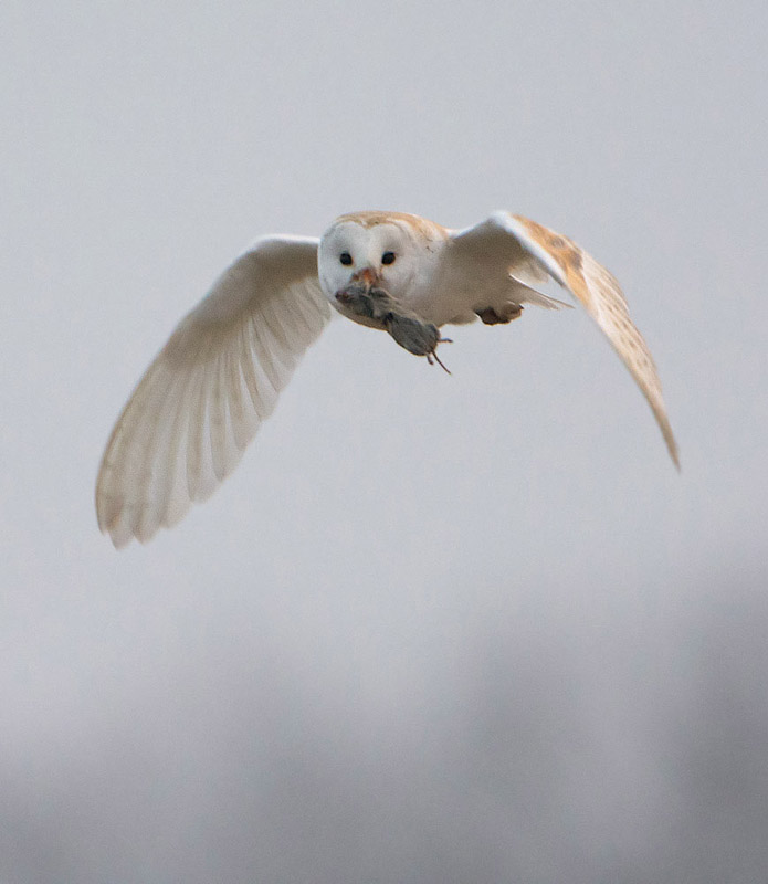 Fly past with food