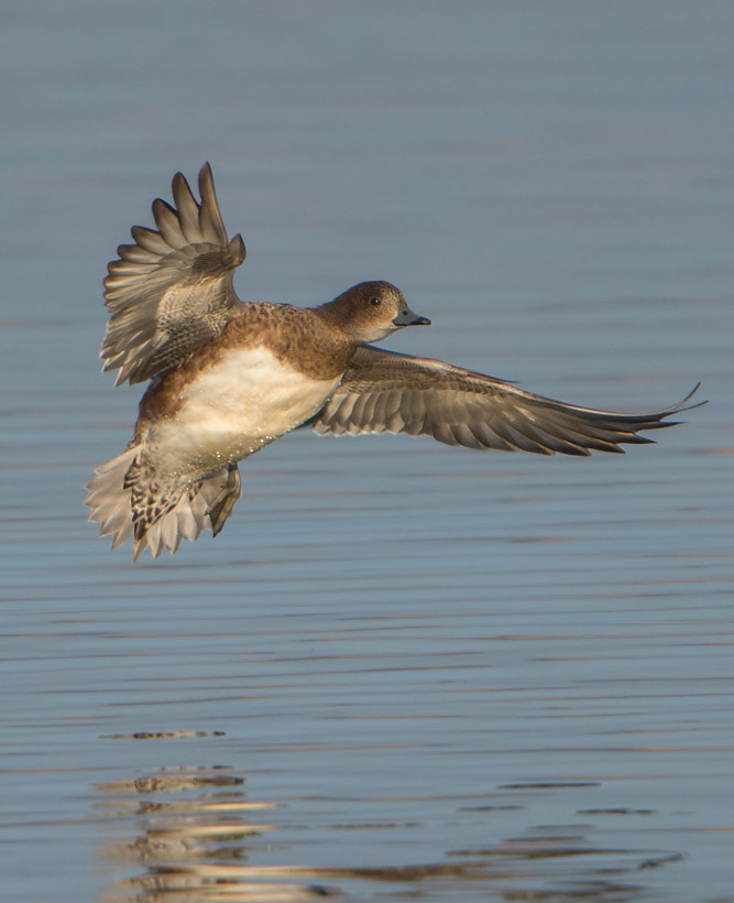 female Widgeon coming in to land