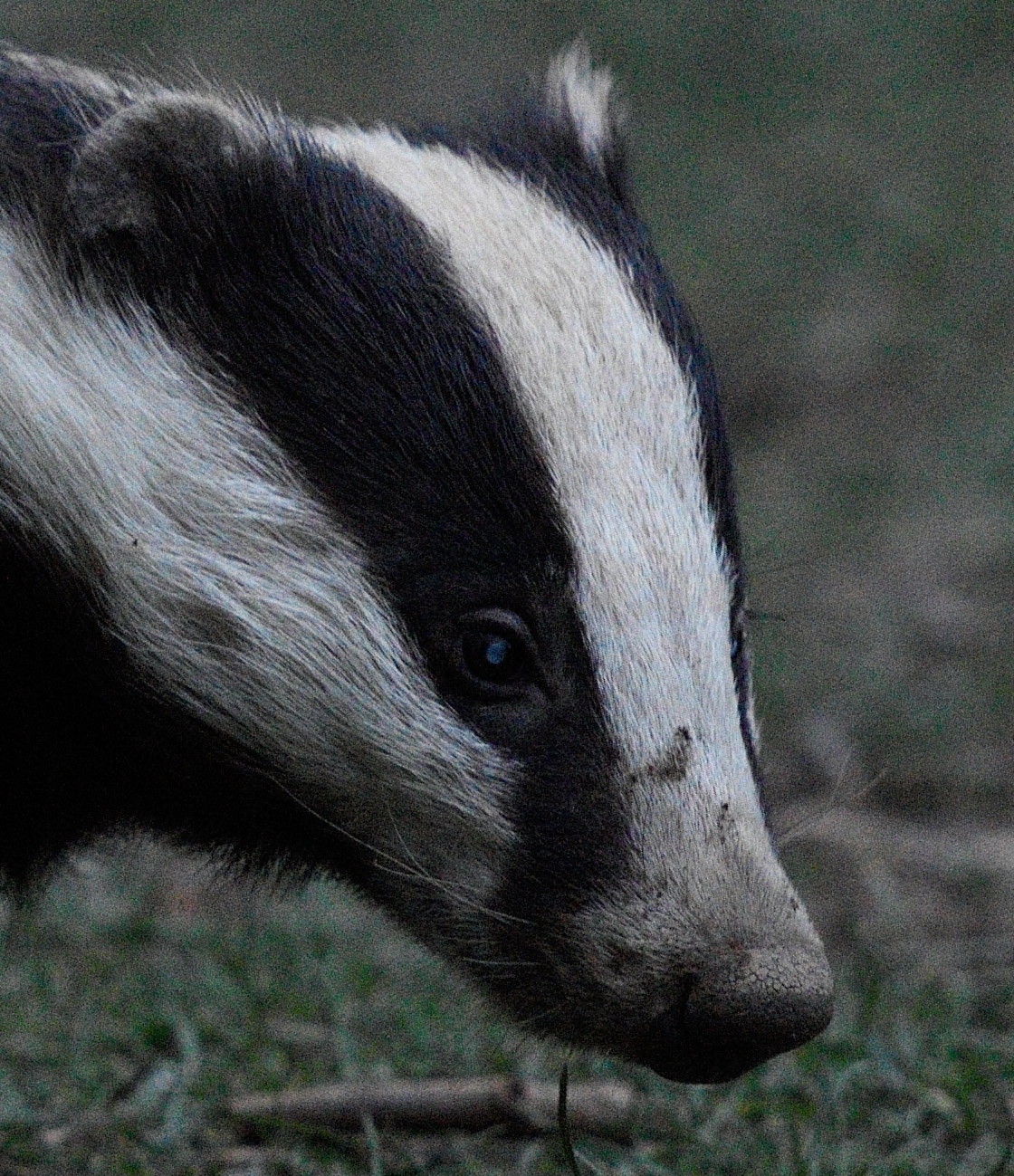 D7200 Badger ISO 2500 no NR