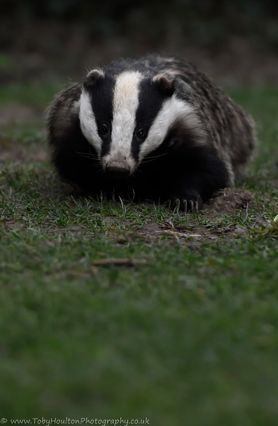 Badger - Nikon D7200, Nikon 70-200mm, 1/100, f/4, ISO1600