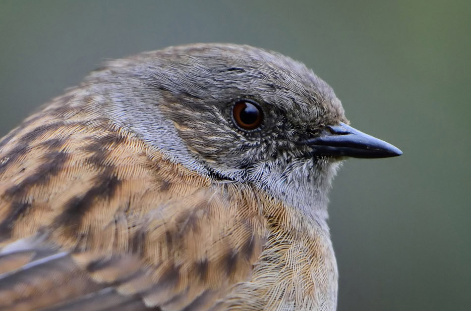 Dunnock at 50% resize crop. Nikon D7200 1/1600, f4.5, ISO 1600. Noise reduction applied (NeatImage in this case)