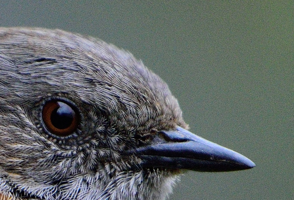 Dunnock closeup (100% crop) without noise reduction - D7200, 1/1600, f4.5, ISO1600