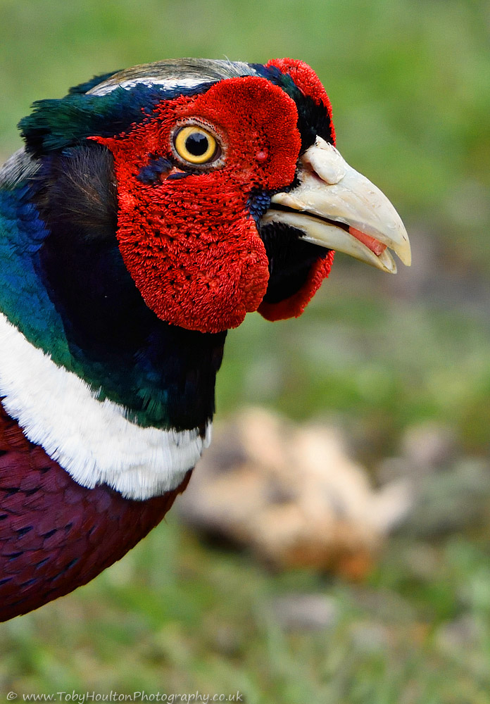 Male Pheasant closeup - D7200 + nikon 500mm f4, 1/800, f4.5, ISO 800