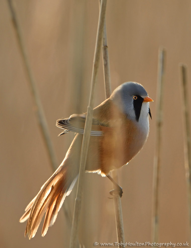 Male Bearded Tit in reedbed