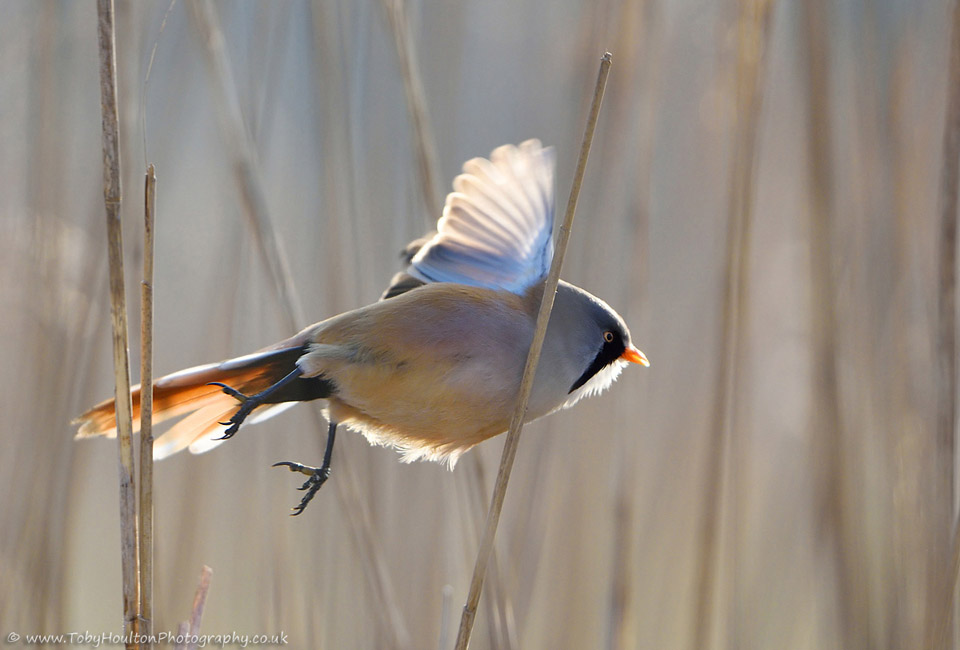 Male Bearded Tit in flight