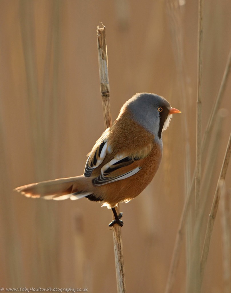 Male Bearded Tit in sun