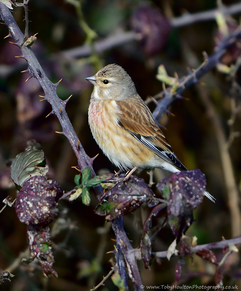 Linnet in brambles