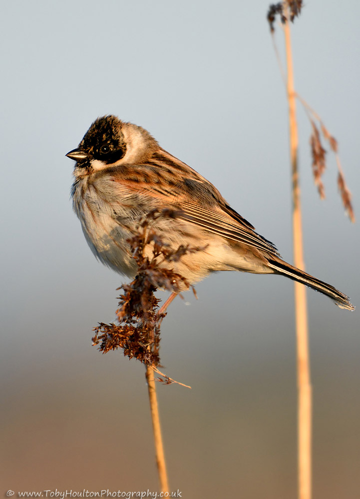 male Reed Bunting at sunrise