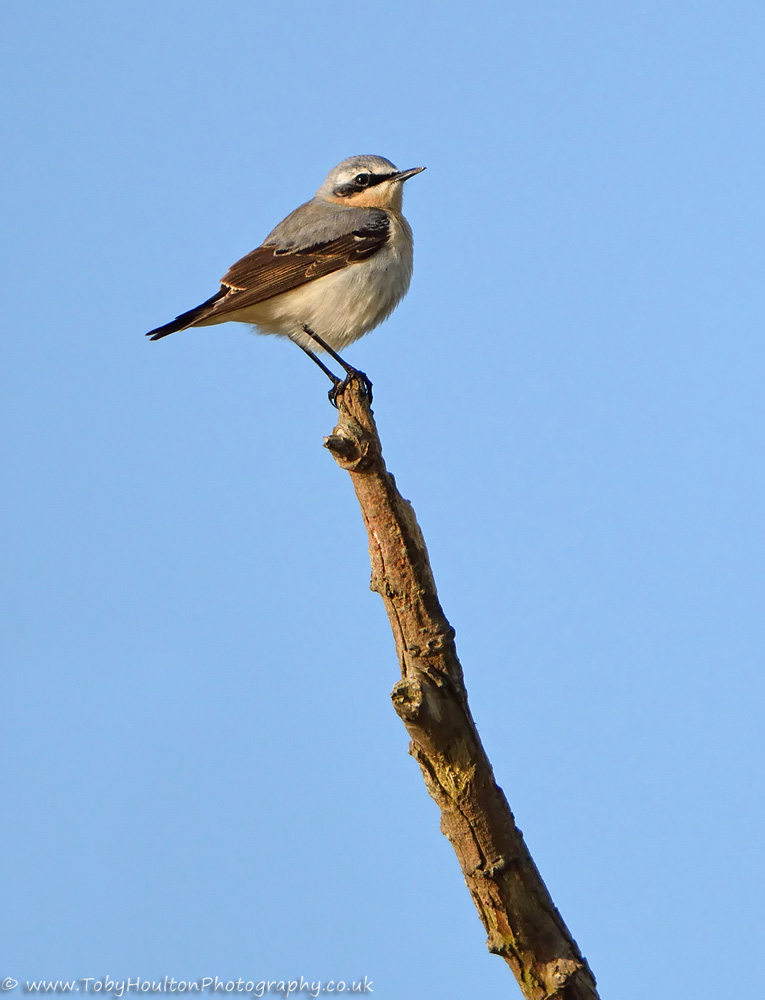 Wheatear perched on dead branch