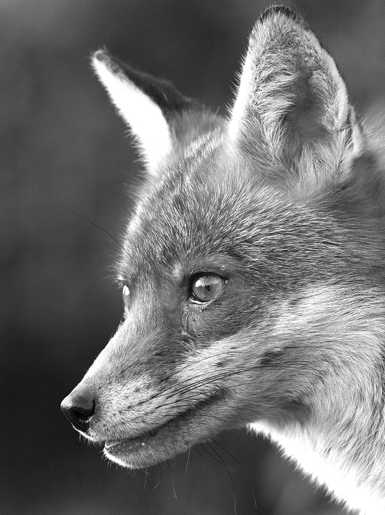 Portrait of the older vixen showing her good looks