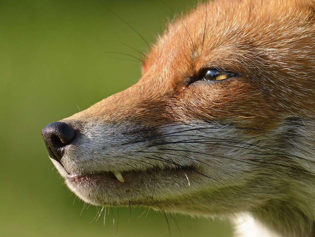 Red Fox vixen sniffing the spring evening air