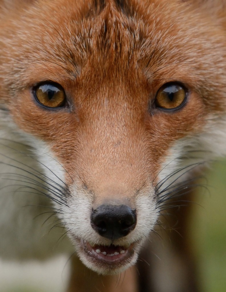 Red Fox portrait closeup