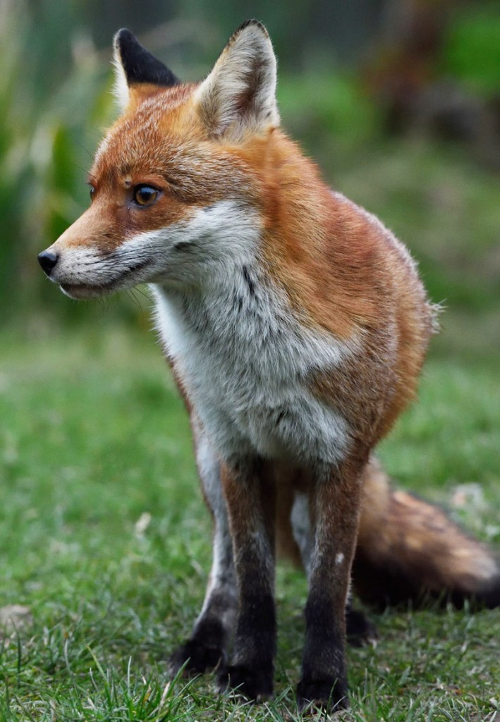 Female fox that visits me most nights