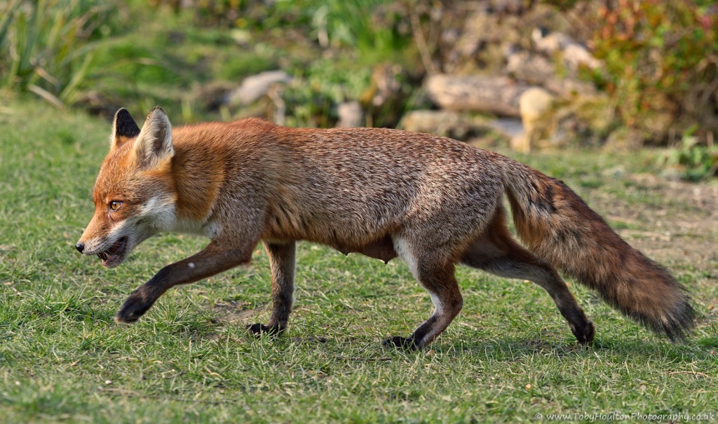 Fox side portrait showing teats