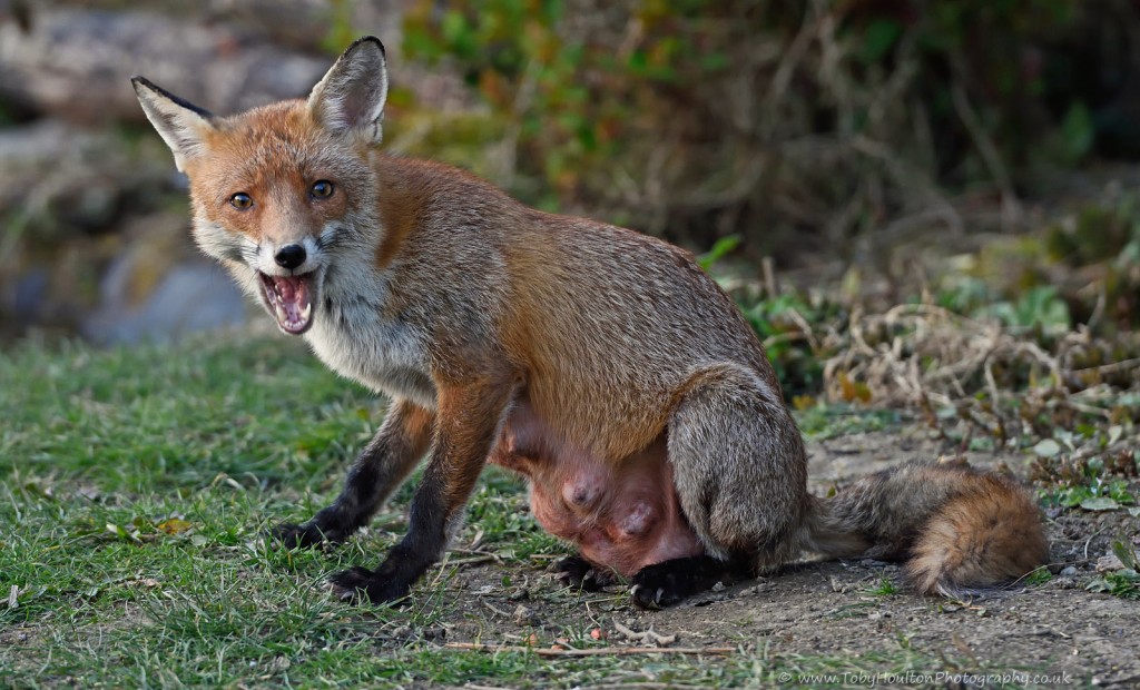 Young red Fox vixen showing teats