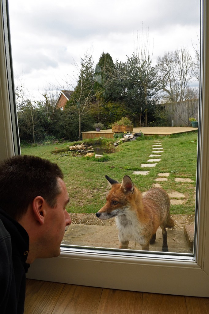 Red Fox vixen watching me through the door