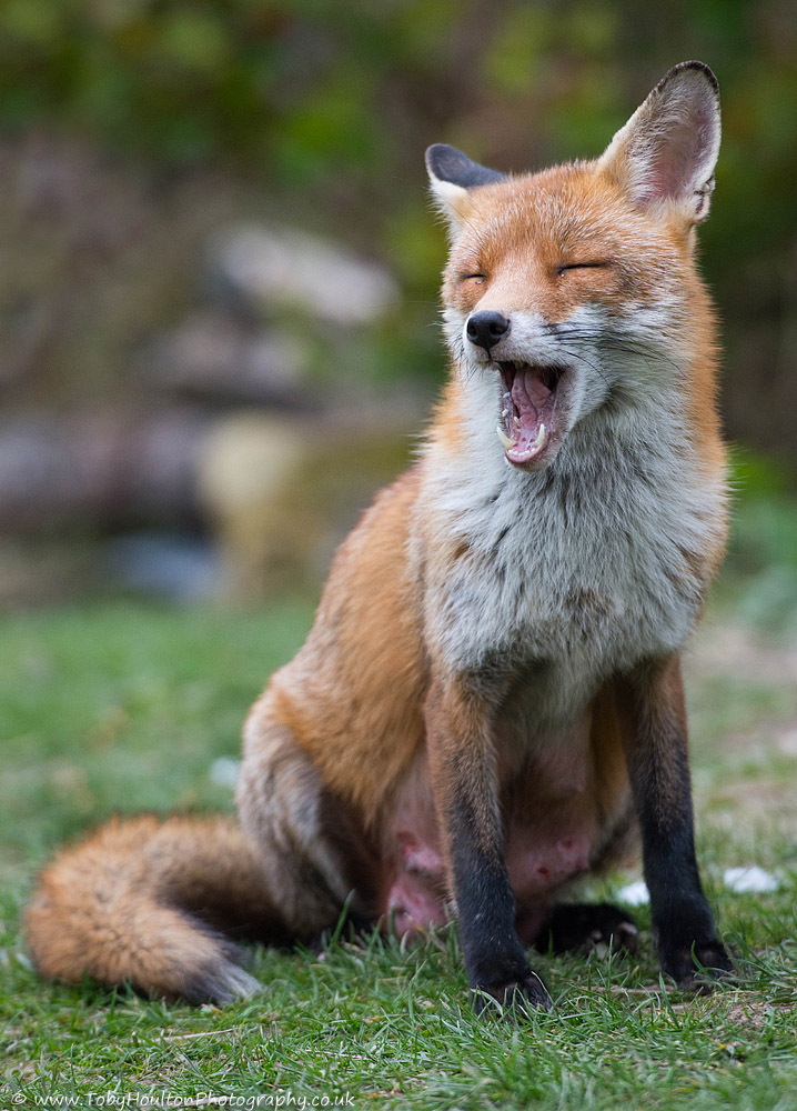 Red Fox yawning
