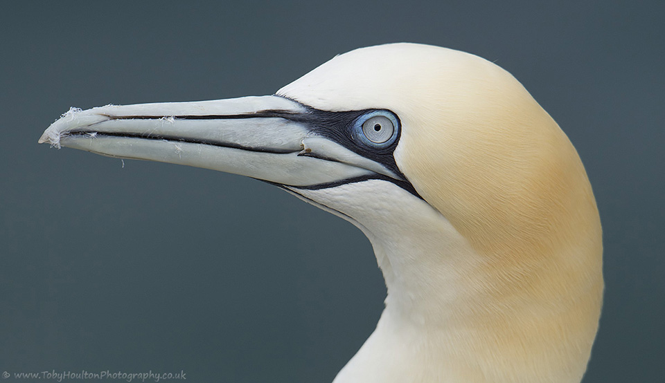 Gannet portrait - Bempton Cliffs