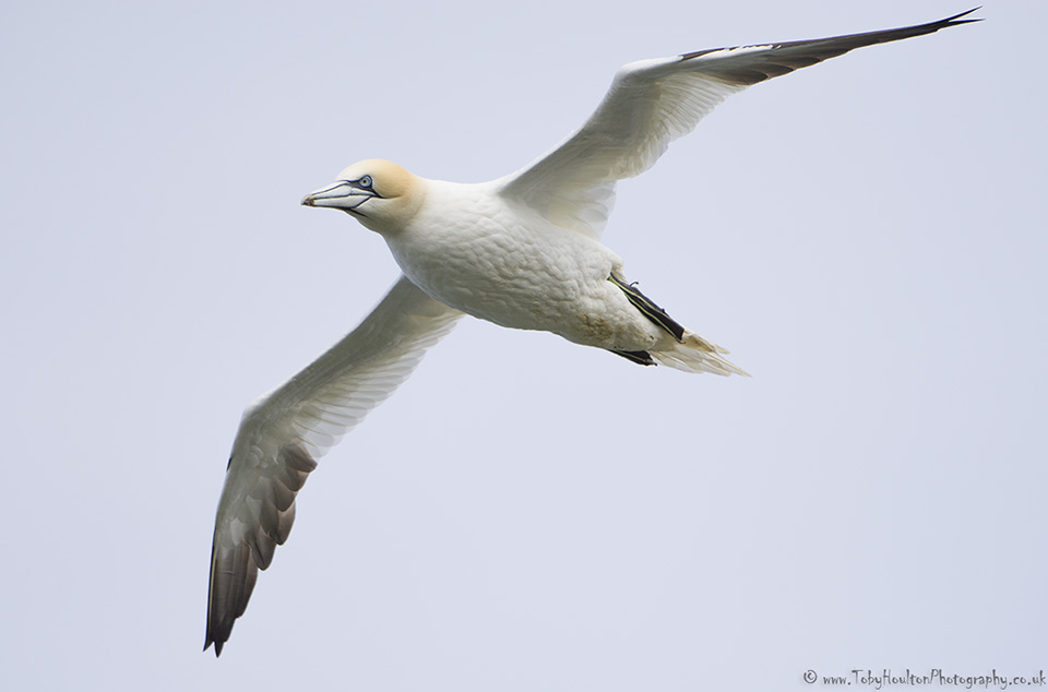 Gannet flypast