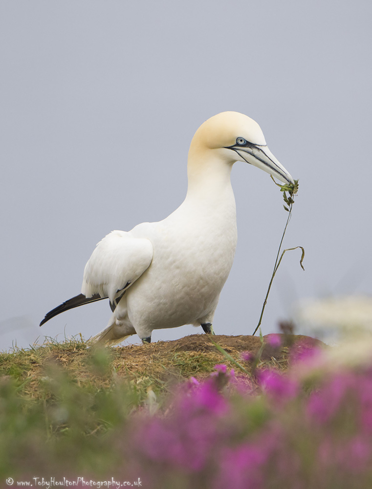 Gannet collecting nesting material at Bempton Cliffs