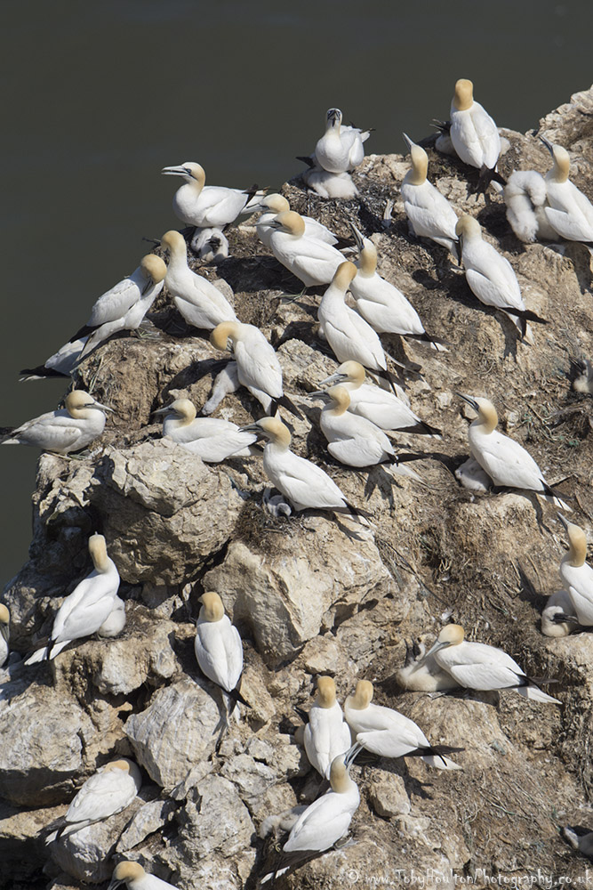 Gannets at Staple Newk platform, Bempton