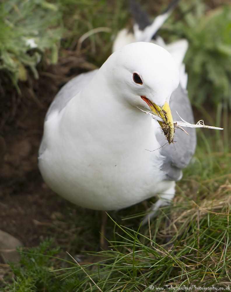 Kittiwake with feather for nesting at Bempton Cliffs