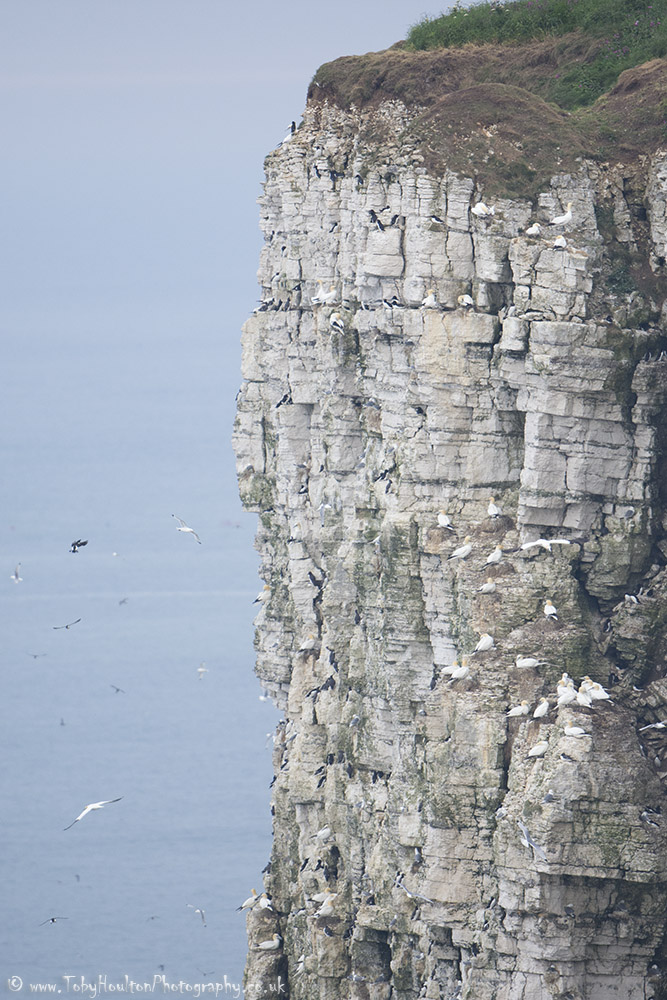 Bempton Cliffs seabird colony