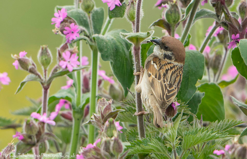 Tree Sparrow in Red Campion