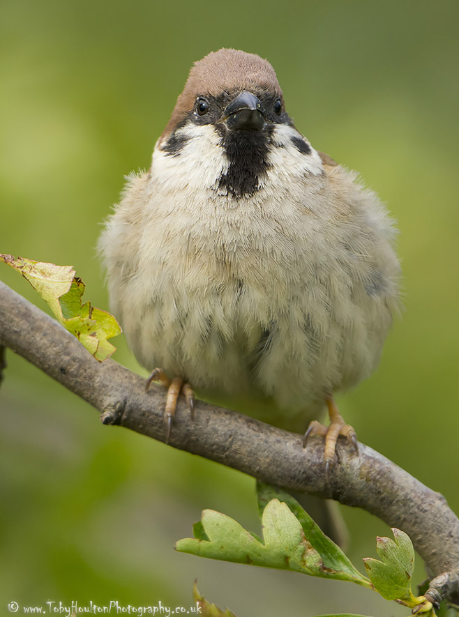 Tree Sparrow portrait