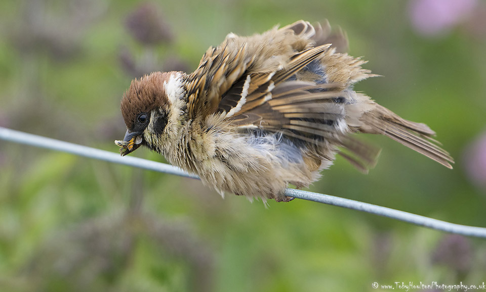 Tree Sparrow with beak full of food