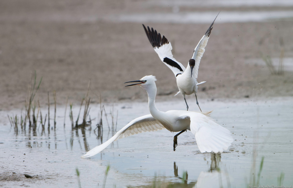 Avocet parent attacking a Little Egret