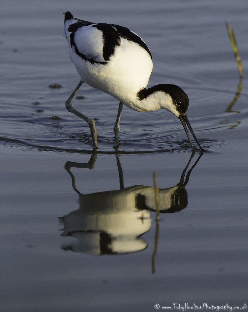 Feeding Avocet