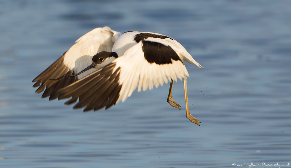 Avocet in flight