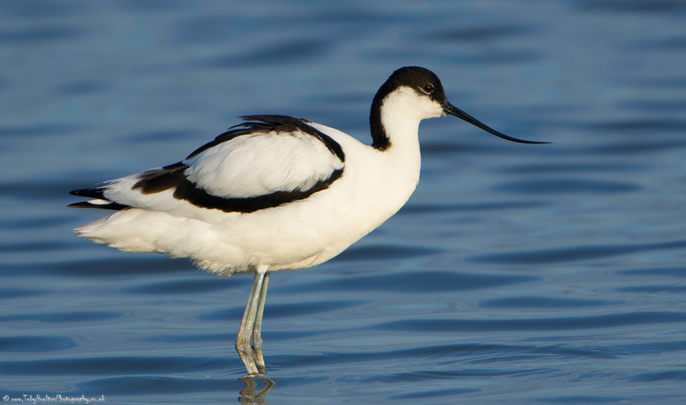 Avocet side portrait