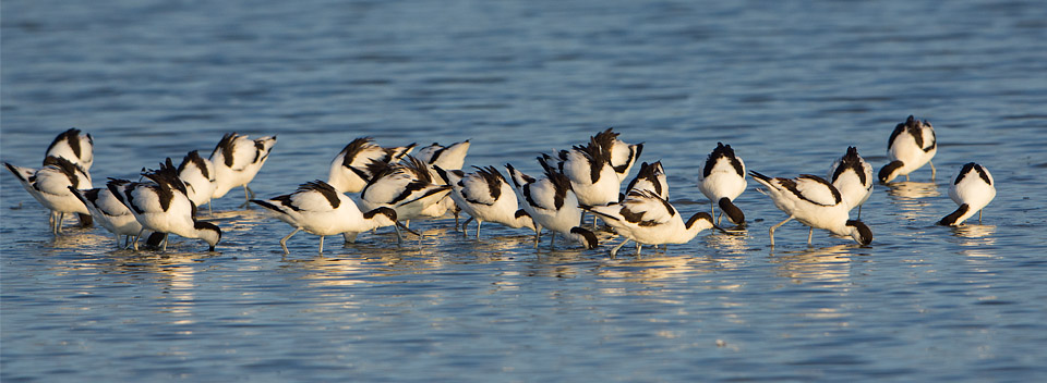 Flock of feeding avocets