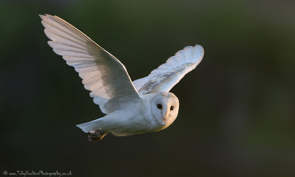 Evening fly past from a Barn Owl