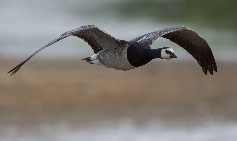 Barnacle Goose flying in