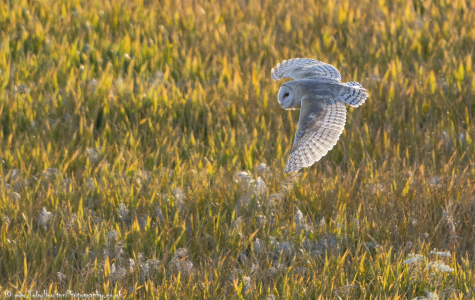 Barn Owl over golden field