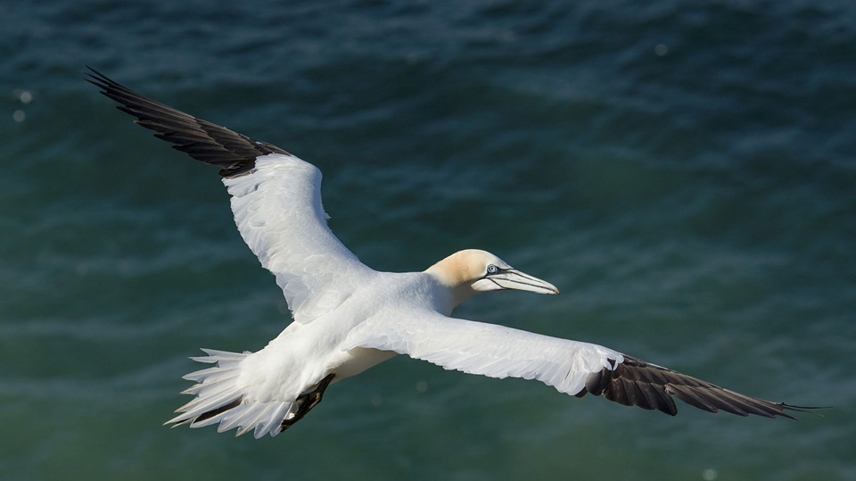 Gannet in flight (from above)