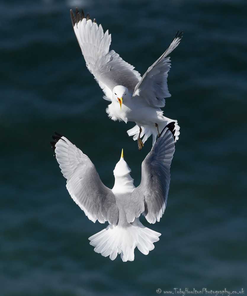 Kittiwakes mid air dogfight