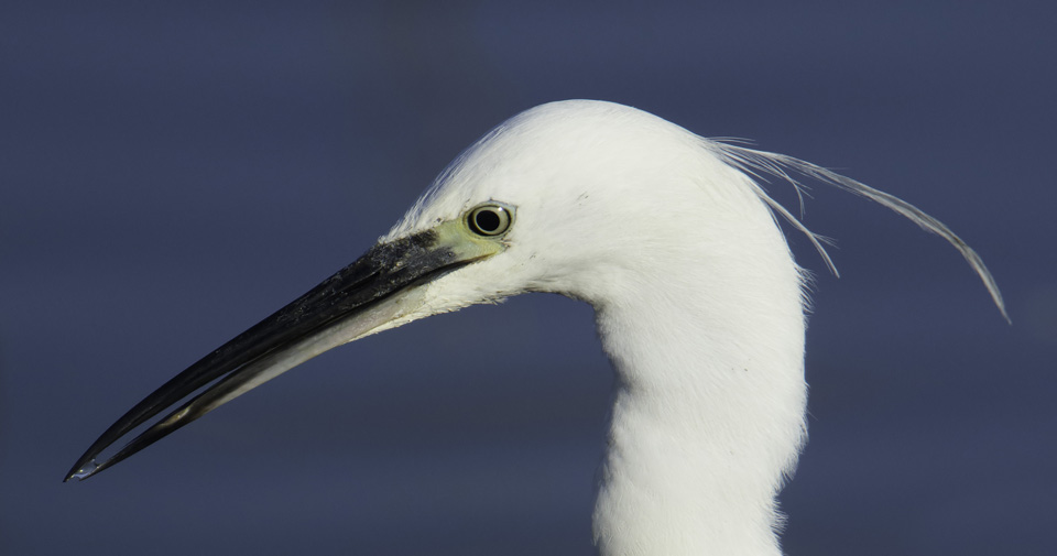 Little Egret portrait