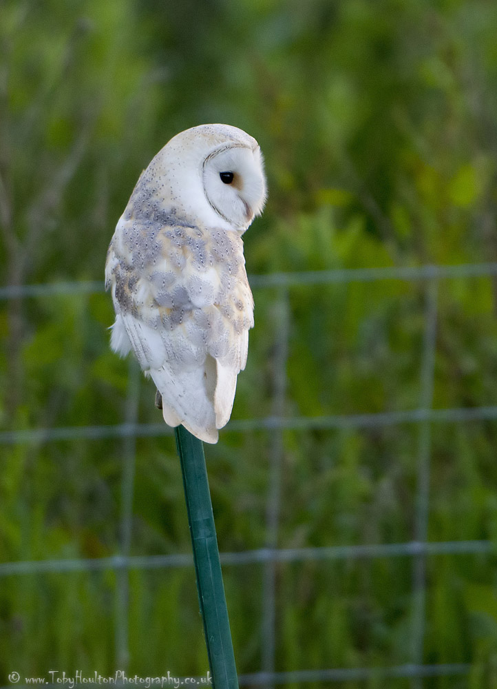 Perched Barn Owl